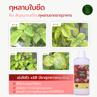 Rosy เซ็ทคู่สูตรผสมน้ำ [เลือกสูตร] บำรุงกุหลาบ กำจัดเพลี้ยไฟ กำจัดเชื้อรา ปุ๋ยกุหลาบ สำหรับผู้ที่ปลูกกุหลาบจำนวนมาก