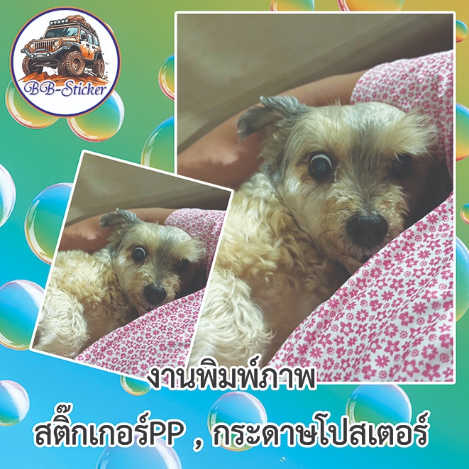 พิมพ์รูป อัดรูปขนาดใหญ่ A0,A1,A2วัสดุสติ๊กเกอร์PPขาวเงาหรือกระดาษอาร์ตการ์ด 260 แกรมพิมพ์ด้วยหมึกeco solventกันน้ำ