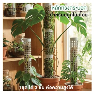 หลักทรงกระบอก (จำนวน 3 ชิ้น) ปลูกไม้เลื้อย หลักต้นไม้ ของแต่งสวน