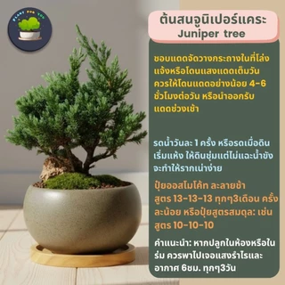 บอนไซ Bonsai พร้อมกระถางเซรามิคทรงกลม+แถมจานรองไม้