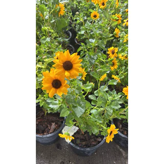 🌻 ทานตะวันญี่ปุ่น ซันเมซิ่ง (Sunmazing) 🌻ไม้ดอกพุ่มเตี้ยที่โดดเด่น กระถาง6นิ้ว
