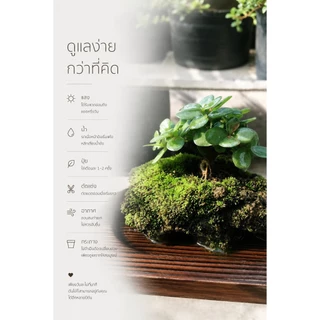 เบี้ยเศรษฐี💰ปะการังเขียว (Elephant bush / Portulacaria Afra.)🐘🌿บอนไซจิ๋ว กระถาง 3”