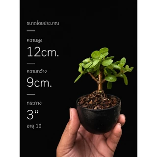 เบี้ยเศรษฐี💰ปะการังเขียว (Elephant bush / Portulacaria Afra.)🐘🌿บอนไซจิ๋ว กระถาง 3”