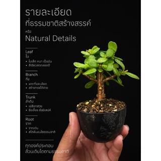 เบี้ยเศรษฐี💰ปะการังเขียว (Elephant bush / Portulacaria Afra.)🐘🌿บอนไซจิ๋ว กระถาง 3”