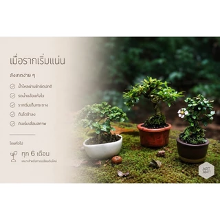 ชาปัตตาเวีย (Singapore holly./Malpighia coccigera.)🌸 บอนไซจิ๋ว กระถาง 3"