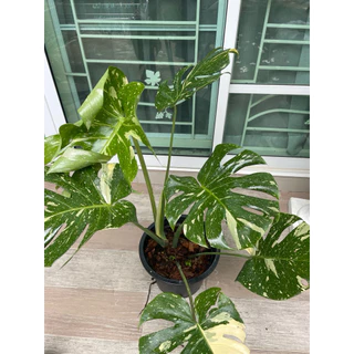 มอนสเตอร่า (monstera) มอนสเตอร่าใจแอ้นท์ ไม้ฟอกอากาศ กระถาง 6”-8”-11”