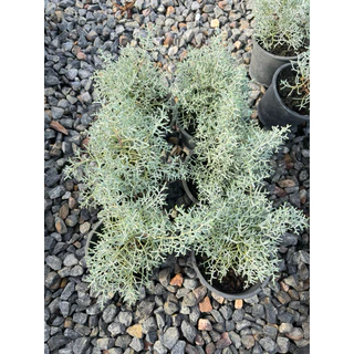 บลูไอซ์ / Blueice cypress 5.5 นิ้ว เหลือสายพันญี่ปุ่น ☀️✅