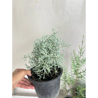 บลูไอซ์ / Blueice cypress 5.5 นิ้ว เหลือสายพันญี่ปุ่น ☀️✅