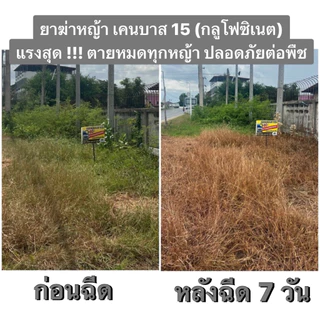 **ยกลัง6แกลลอน**เคนบาส 15 ขนาด 4 ลิตร (กลูโฟซิเนต-แอมโมเนียม) สารกำจัดวัชพืชฉีดคันนา ลูบข้าวดีด ทั้งใบกว้าง และใบแคบ
