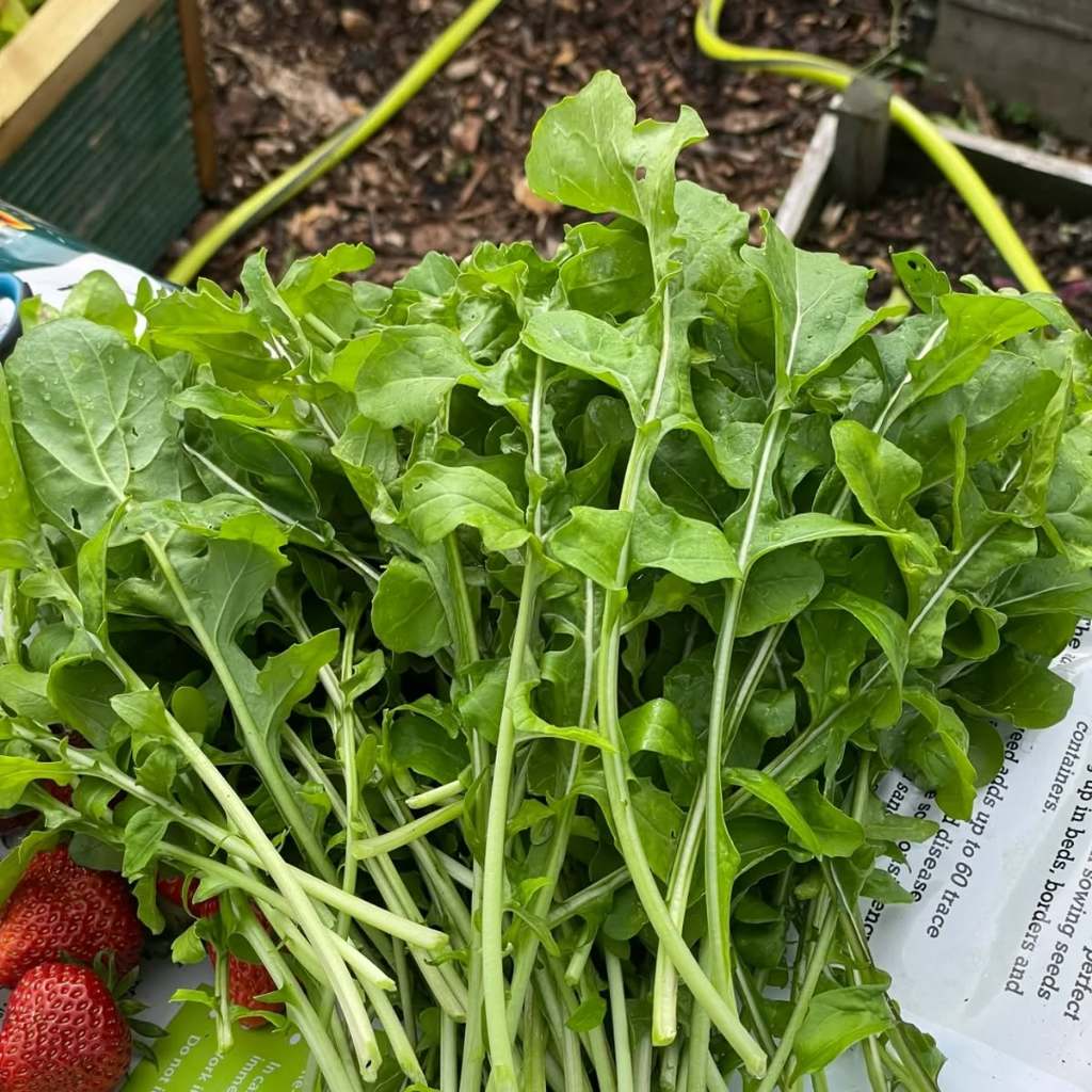 เมล็ดพันธุ์ ผักร็อคเก็ต (Slow Bolt Arugula Seed) บรรจุ 400 เมล็ด คุณภาพดี ราคาถูก ของแท้ 100% Wild Arugula seed