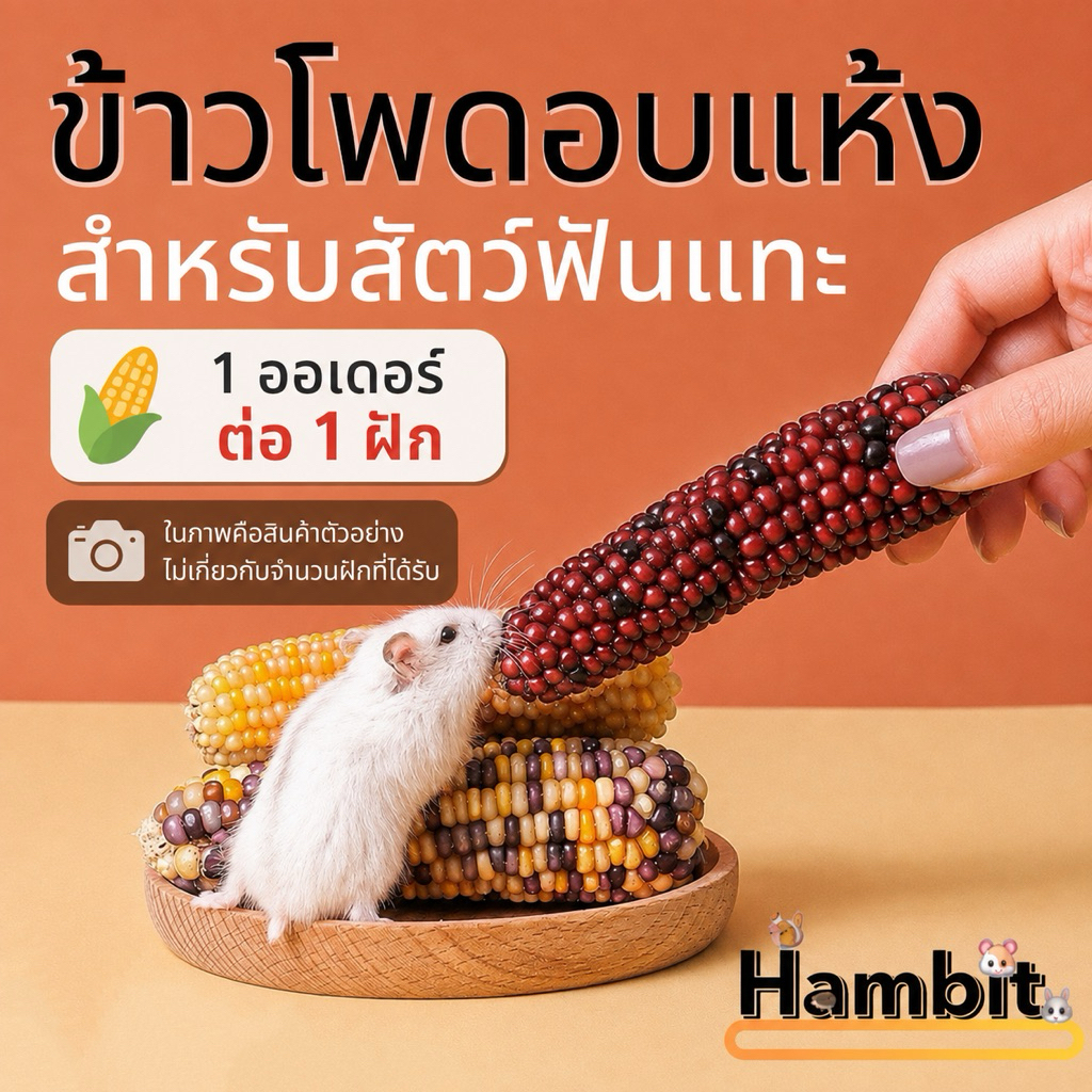 hambit. ข้าวโพดสัตว์ แฮมเตอร์ กระต่าย นก ชินชิล่า กระรอก กระ