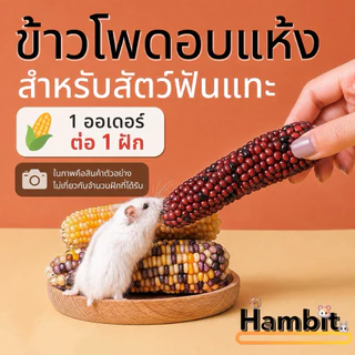 hambit. ข้าวโพดสัตว์ แฮมเตอร์ กระต่าย นก ชินชิล่า กระรอก กระรอกบิน ชูการ์ไกรเดอร์