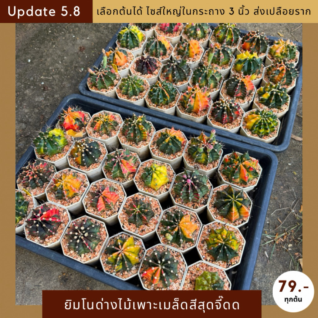 [ UPDATE 5.8] Lot-3”กระบองเพชร ยิมโนด่างเพาะเมล็ดไซส์ใหญ่ในกระถาง 3 นิ้ว สีสันจี๊ดจ๊าดสะใจ จัดส่งแบบเปลือยราก cactus