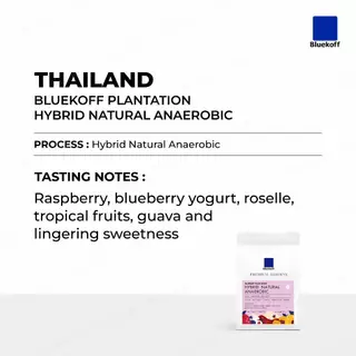 Bluekoff เมล็ดกาแฟ ไทย อราบิก้า 100% Bluekoff Plantation: Hybrid Anaerobic (1 ถุง บรรจุ 250 กรัม)