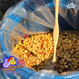 FRUIT TEA - i.din X Arunee PROCESS (15.08.69) WASHED PROCESS/ กาแฟ ดอยช้าง เชียงราย THAILAND COFFEE
