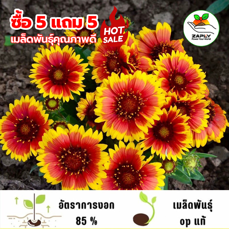 【5แถม5】🔥200เมล็ด เมล็ดพันธุ์ ดอกเดือนฉาย เดือนฉาย ดอกสีสันสดใส ทนแดด ไม้ดอกเขตร้อนชอบดินแห้งๆ ออกดอกตลอดปี