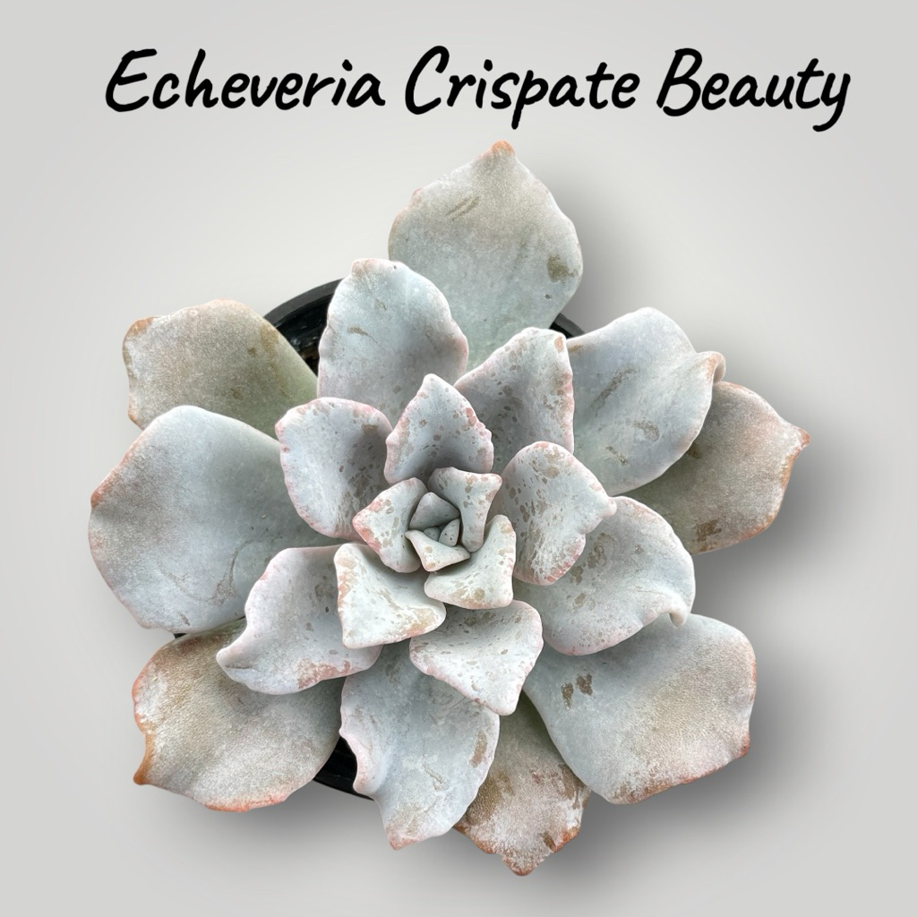Echeveria Crispate Beauty กุหลาบหิน ไม้อวบน้ำ ขนาด 2 นิ้ว