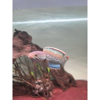 PowerUp AquaSafe ลดคลอรีนในน้ำ ลดผลกระทบจากโลหะหนัก ลดความเครียด ปรับสภาพน้ำให้พร้อมปลาสวยงาม