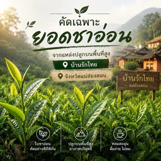 ชาอู่หลง เบอร์12 บ้านรักไทย แม่ฮ่องสอน ใบชาแท้ ชาพรีเมียม 100 กรัม