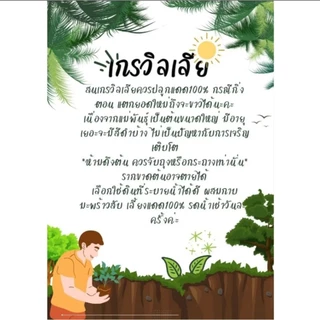 สนเกรวิลเลียสีเหลืองเลื้อยสูง1เมตร🌲