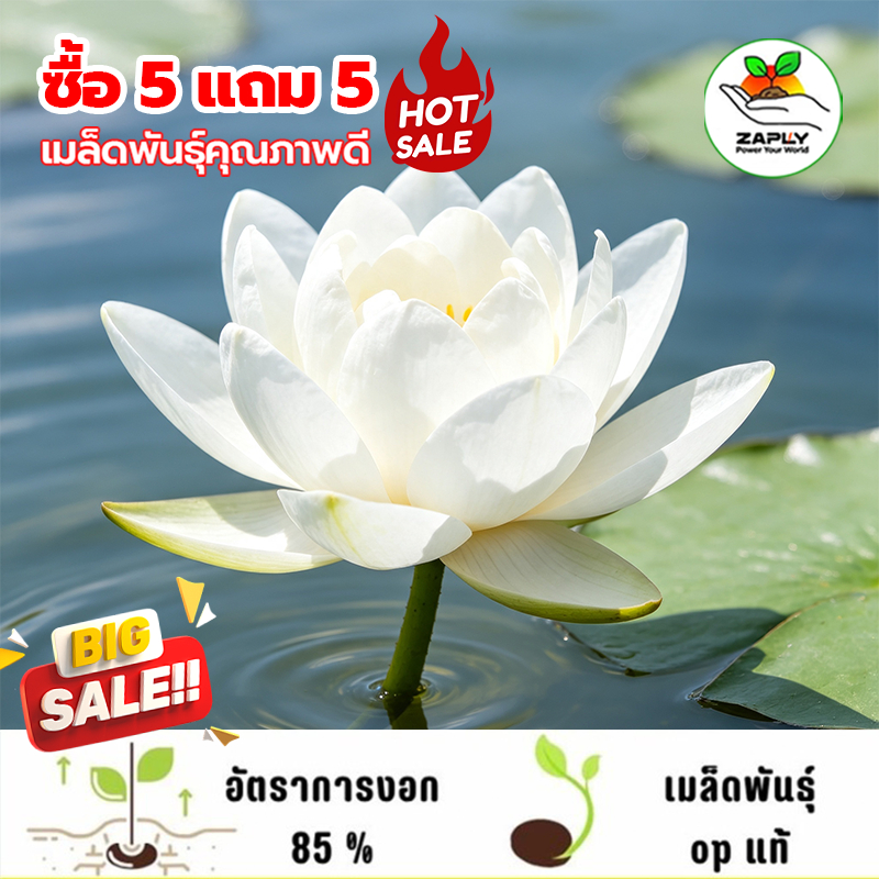 【ซื้อ 5 แถม 5 ฟร】 บัวหลวงดอกสีขาว ดอกใหญ่ พันธ์ุบัวหลวง ดอกบัว ปลูกบัว เม็ดบัว สวนบัว 10 เมล็ด