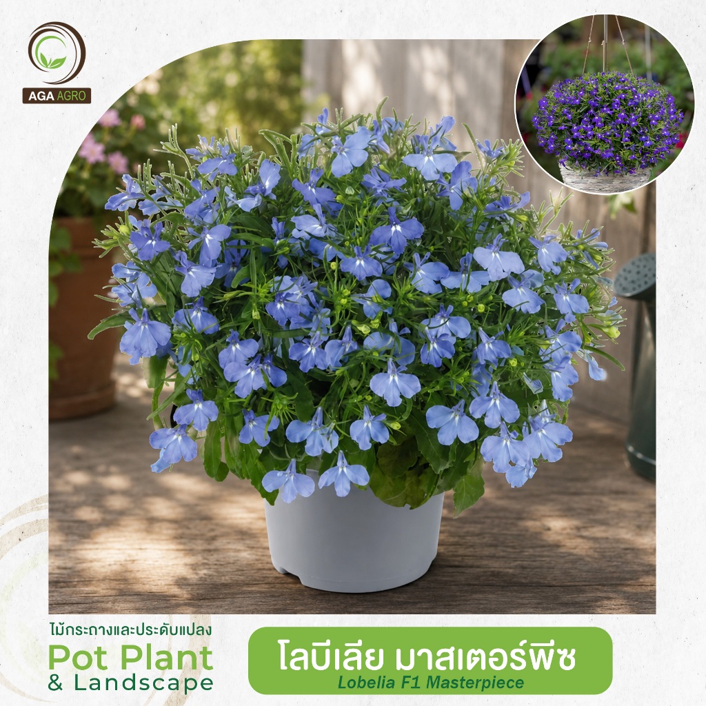 New Color2026!! AGA AGRO I "โลบีเลีย มาสเตอร์พีซ" ลูกผสมแตกกิ่งก้านดี 100เมล็ด -LobeliaF1 Masterpiece
