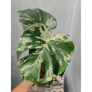 Monstera Deliciosa Bulbasaur (มอนเตอร์ร่าบัลบาซอร์) ส่งต้นตามรูป