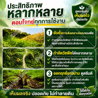 🛡️100% รากไม้เน่า ยาฆ่าต้นไม้ใหญ ยาฆ่าตอไม้ สารกำจัดกอไผ่ ตรงไปที่ราก กำจัดวัชพืชรากเน่า ขนาด 500g