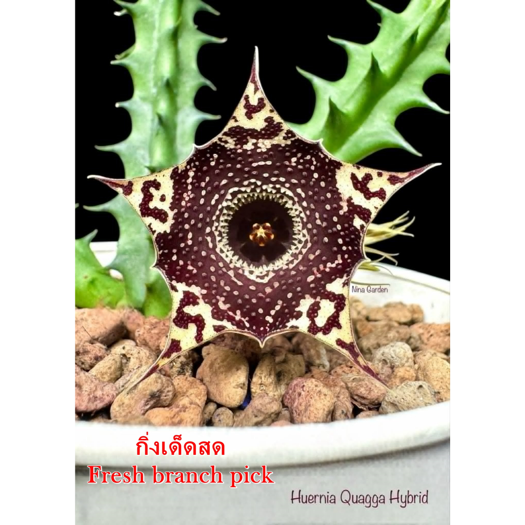 เก๋งจีน Huernia Quagga Hybrid *กิ่งเด็ดสด* แคคตัส ไม้อวบน้ำ Cactus and Succulent