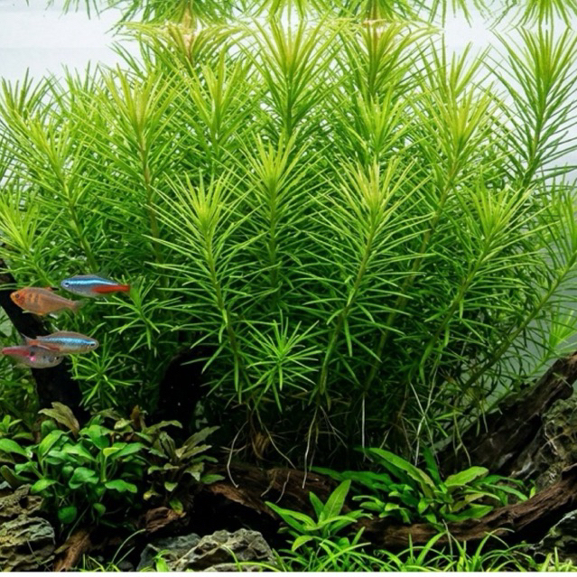 [Min]pogostemon erectus ะอีเร็กตัส ไม้น้ำไมข้อสีเขียวต้นตรง ใบแหลมแฉกเหมือนแปรงล้างขวด โตช้าปานกลางสำหรับหลังตู้สีเขียว