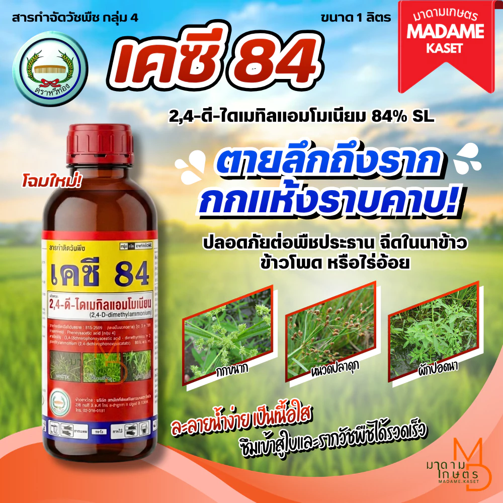 โฉมใหม่! เคซี84 (2,4-ดี ไดเมทิลแอมโมเนียม 84% W/V SL) ขนาด 1 ลิตร ยาฆ่าหญ้าใบกว้าง กก แห้วหมู สูตรเย็น ดูดซึมถึงราก