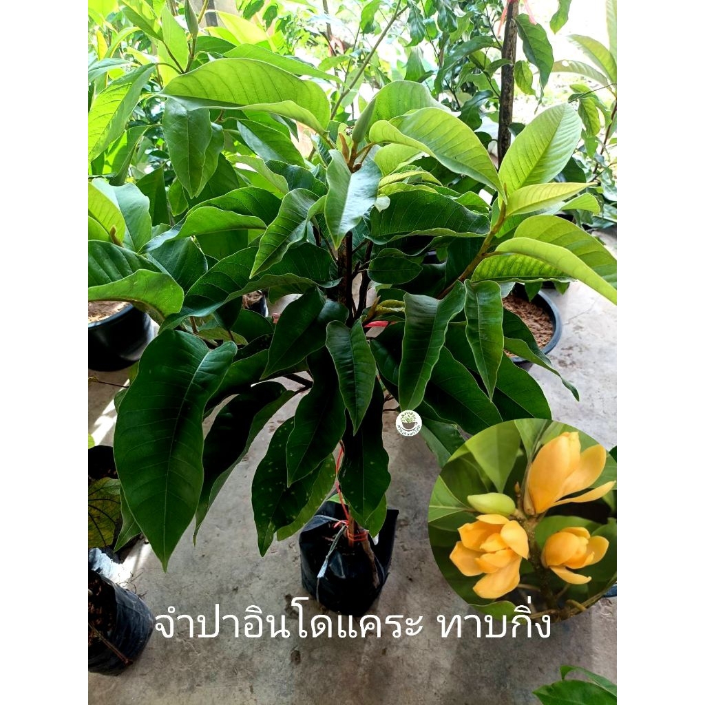 จำปาอินโดแคระ (หรือจำปาแคระ หรือ จำปาอินโด) ไม้ดอกหอมไม้ประดับ