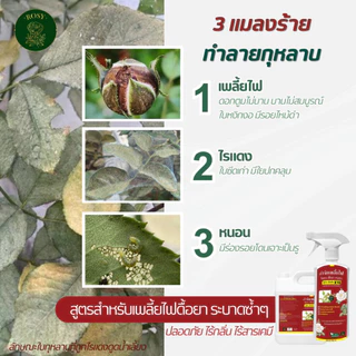 Rosy เซ็ตคู่หู [สเปรย์เพลี้ยแดง + สเปรย์บำรุงกุหลาบ] กำจัดเพลี้ยไฟดื้อยๅ ไม่กลับมาระบาดซ้ำ ฟื้นฟูเร่งด่วน แก้ต้นโทรม