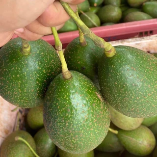(2ฃ3กิโลกรัม)ไซส์ 6-8ลูก/โลอโวคาโด้พันธุ์บัคคาเนีย พร้อมส่ง