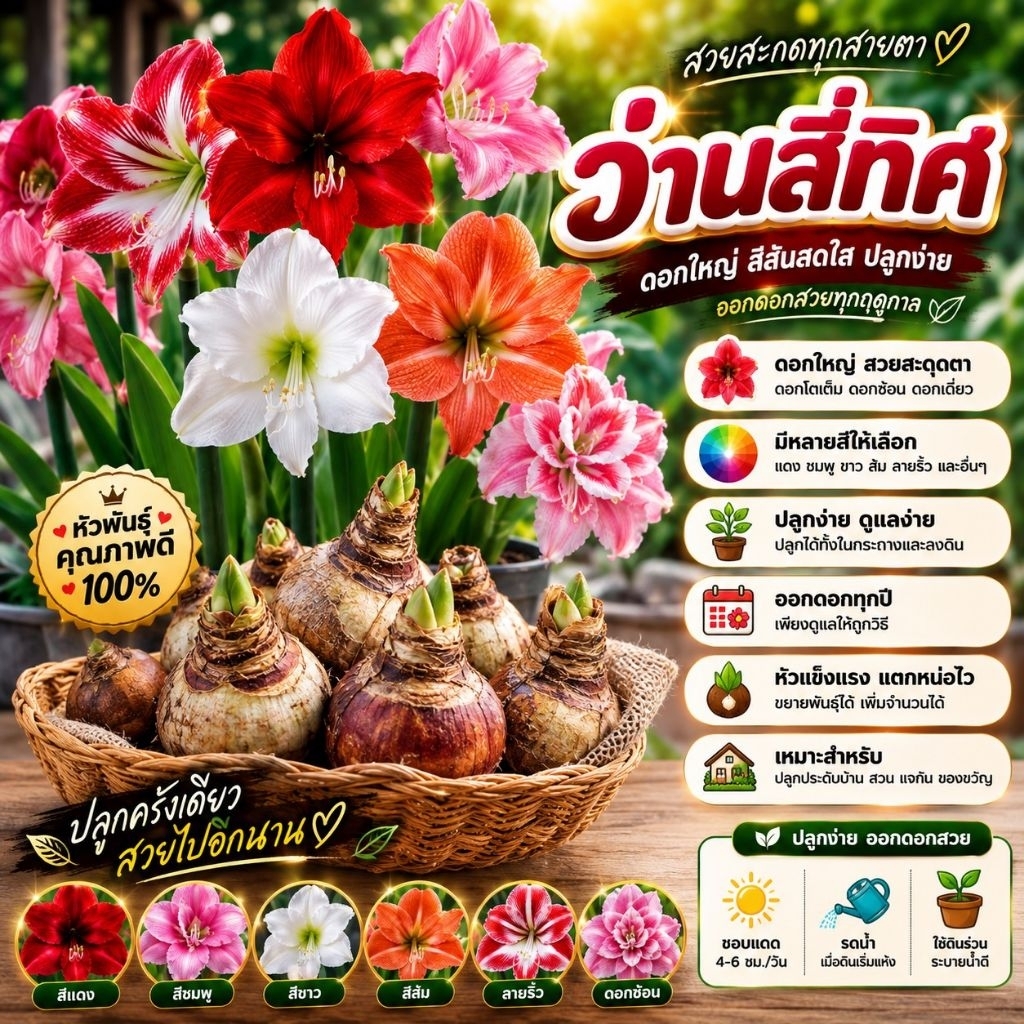 2แถม2 หัวว่านสี่ทิศ ฮอลแลนด์ หัวใหญ่ ดอกสวย ปลูกง่ายโตไว รับประกันการจัดส่ง