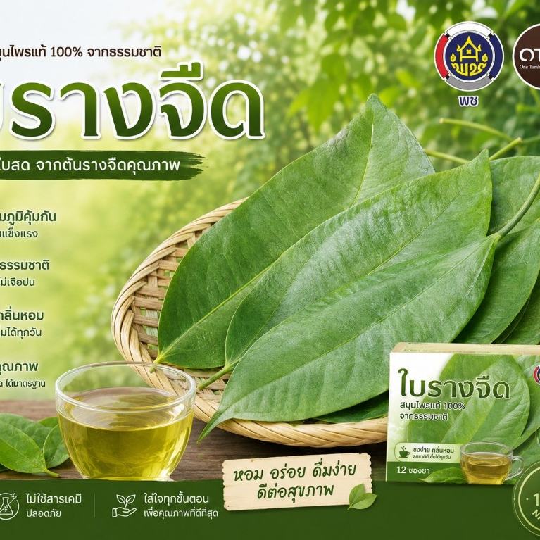 ใบรางจืดสด เก็บสดๆจากต้น เก็บตามออเดอร์ ส่งภายในวันที่ลูกค้าสั่ง เก็บจากสวนปลอดสารเคมี