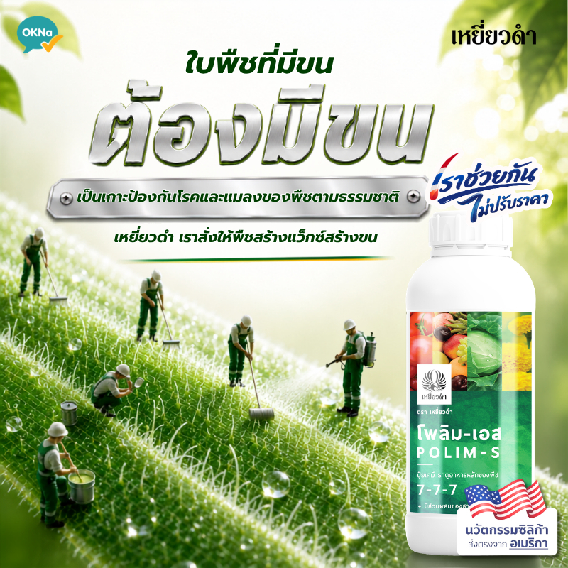 [ปุ๋ยน้ำสั่งให้พืชสร้างขนที่ใบ] ทำให้ใบสมบูรณ์มากจนสร้างขนเป็นเกราะป้องกัน เขียวนานโดยตรึงไนโตเจน โพลิม-เอส ตราเหยี่ยวดำ
