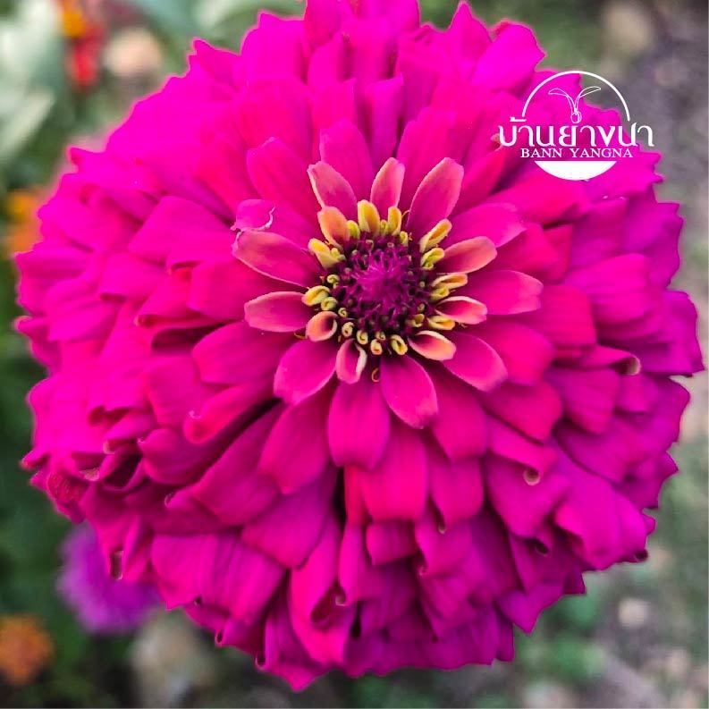 เมล็ดพันธุ์ดอกบานชื่น คละสายพันธุ์ คละสี 1 ถุง 1,500++ เมล็ด คุ้มสุดๆ ปลูกง่าย ดอกสวย สีสด ทนแดดได้ดี