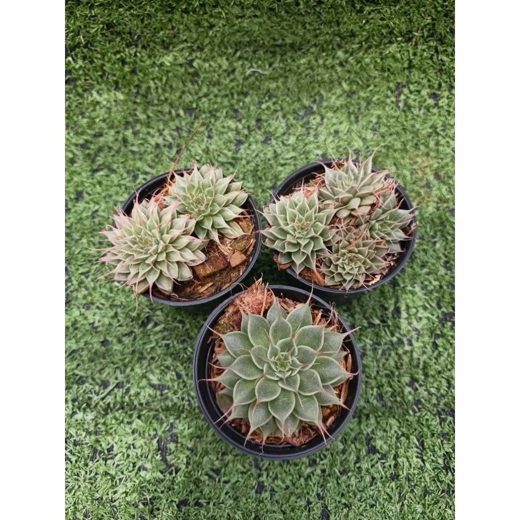 กุหลาบหินซิลเวอร์สตาร์ [ Graptoveria "silver star" ] ในกระถาง2"