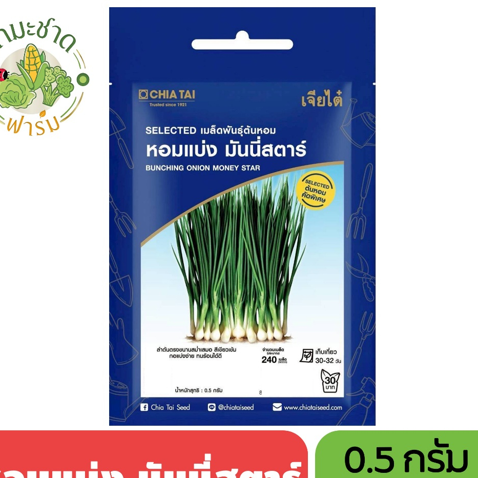เจียไต๋ (Easy) เมล็ดพันธุ์ หอมแบ่ง มันนี่สตาร์ ขนาด0.5กรัม ประมาณ240เมล็ด Bunching Onion ต้นหอมแบ่ง ต้นหอม เมล็ดพันธุ์พื