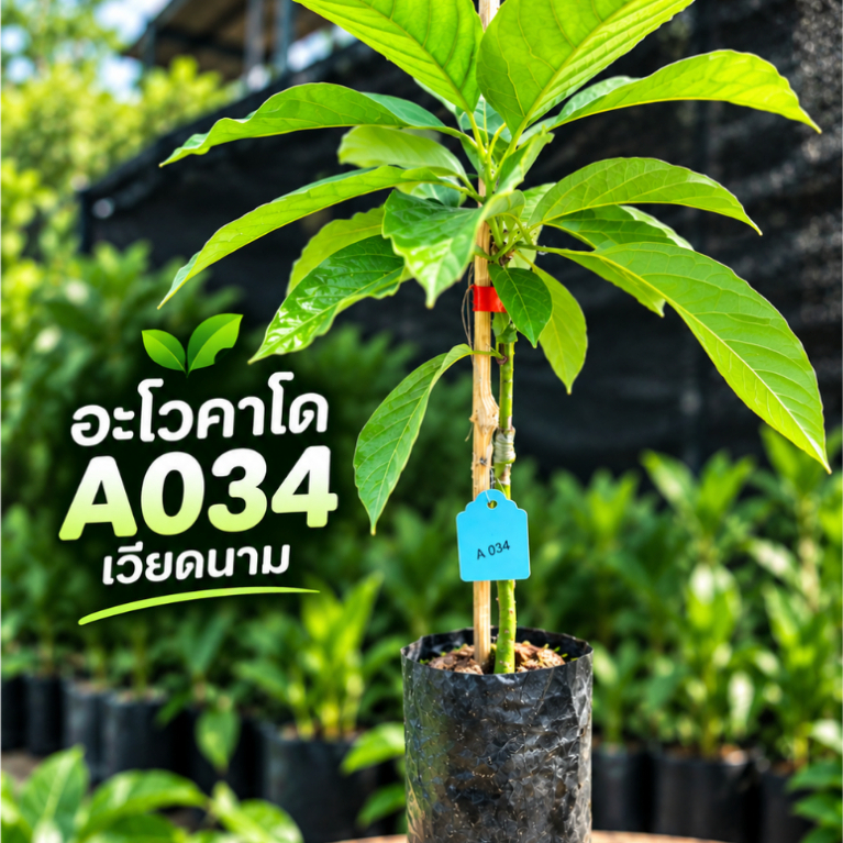 ต้นพันธุ์อะโวคาโด 034 เวียดนาม ความสูง40-60ซม.  เสียบยอด พร้อมปลูก