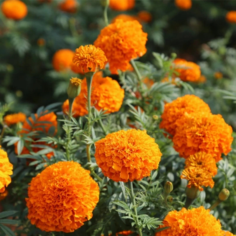 เมล็ดพันธุ์ ดอกดาวเรืองคละสี 150 เมล็ด Mixed Marigold Flower Seed เมล็ดพันธุ์แท้100% นำเข้าจากต่างประเทศ ดอกไม้ ถูก ดี
