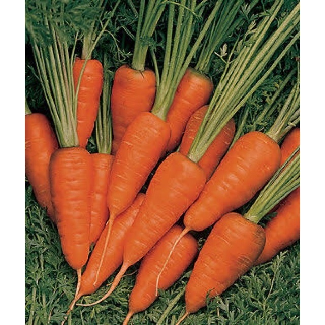 3A baby carrot Vegetable seed size 1g about 1000 seeds baby KURODA carrot seeds vegetable seeds gard
