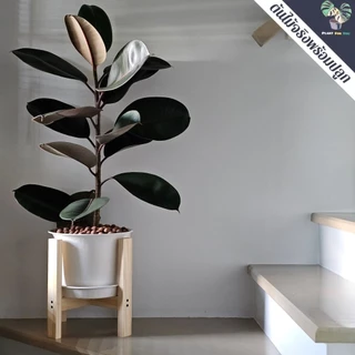 🖤🖤ต้นยางอินเดียดำ"Rubber Plant" 80-90Cm. (ต้นใหญ่) ความสูงวัดจากก้นกระถาง พร้อมกระถาครบชุดพร้อมปลูก