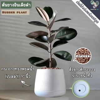 🖤🖤ต้นยางอินเดียดำ"Rubber Plant" 80-90Cm. (ต้นใหญ่) ความสูงวัดจากก้นกระถาง พร้อมกระถาครบชุดพร้อมปลูก
