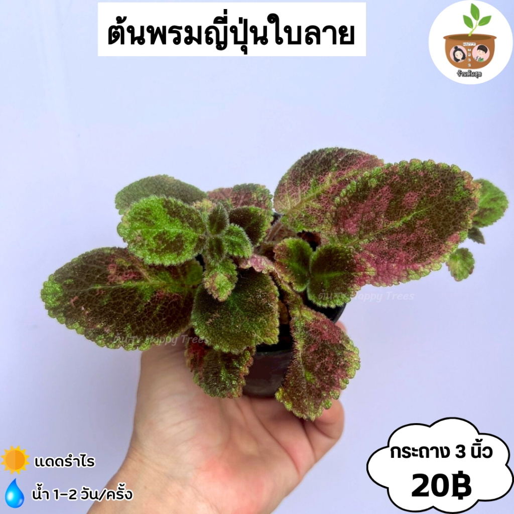 ต้นพรมญี่ปุ่นใบลาย จัดส่งที่ 2 ต้นขึ้นไป คละแบบได้