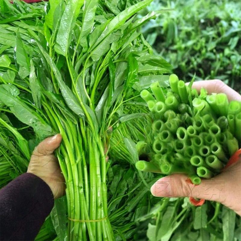 Chinese Kangkong Seeds / Upland Kang kong / Water Spinach Seeds (50)/ HIGH QUALITY