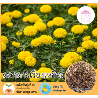 ดอกดาวเรืองเหลืองล้วน 60 เมล็ด