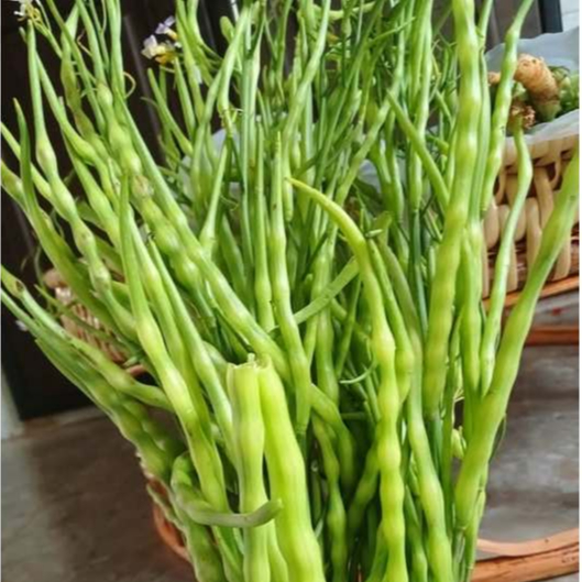 เมล็ดพันธุ์ ผักขี้หูดปลายฟ้า (ซองรีเทลและซองก้นตั้ง)