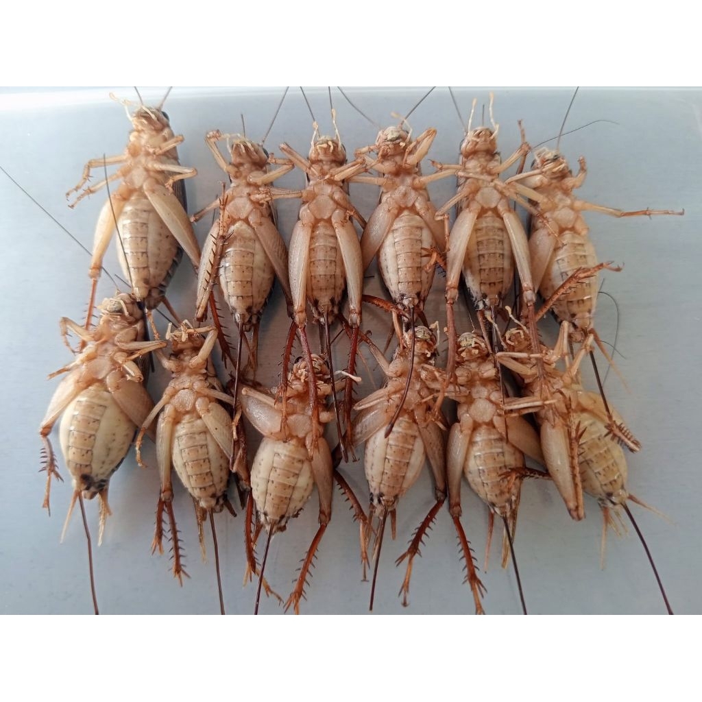 รูปภาพ 5